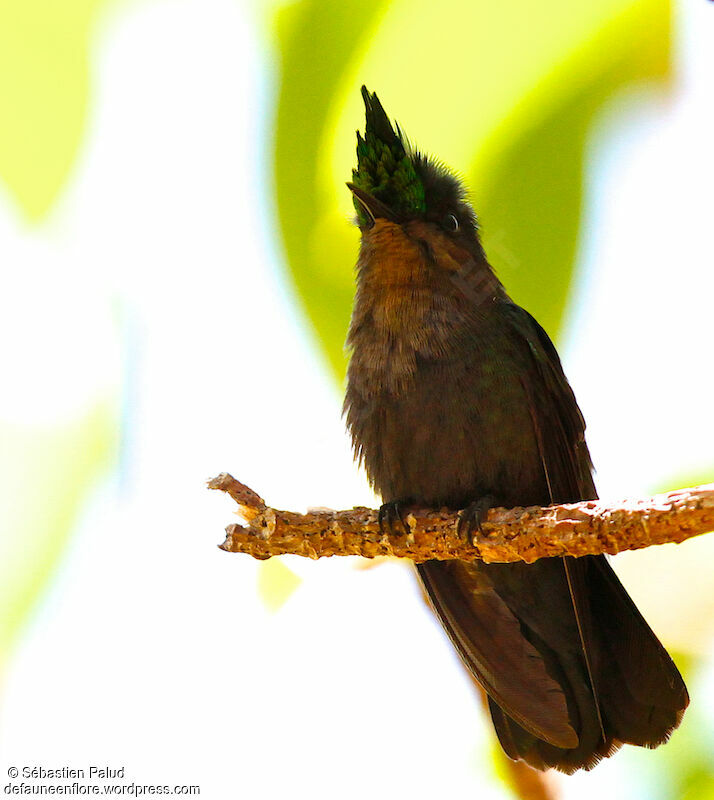 Colibri huppé mâle adulte