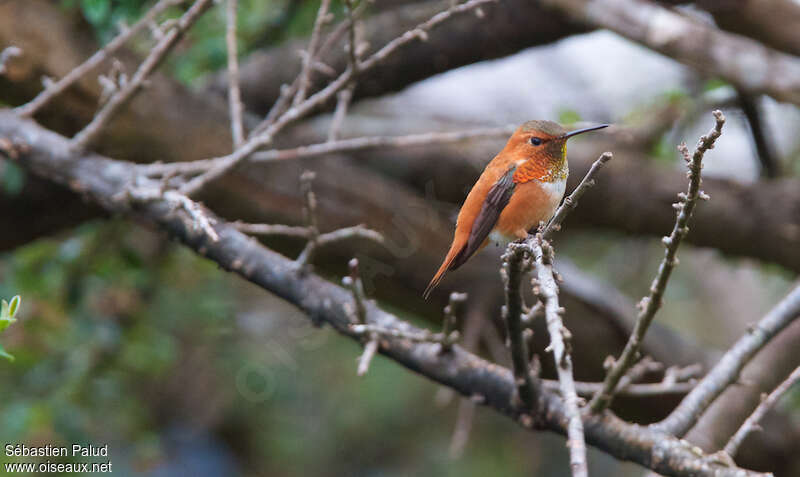 Rufous Hummingbird male adult, identification