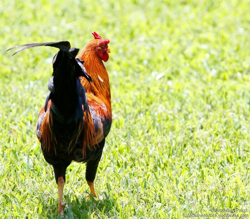 Coq bankivaadulte