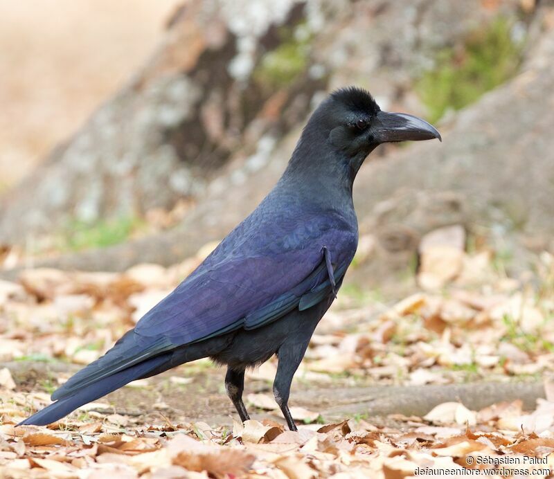 Corbeau à gros becadulte, identification