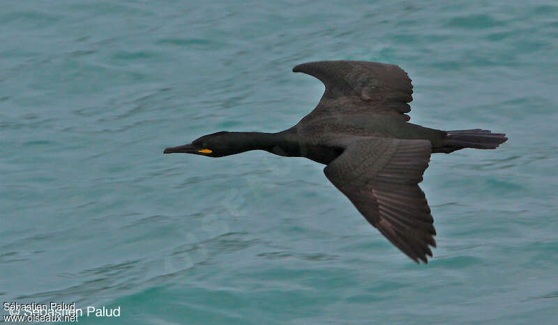 Cormoran huppéadulte internuptial, Vol