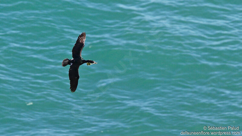 Pelagic Cormorantadult