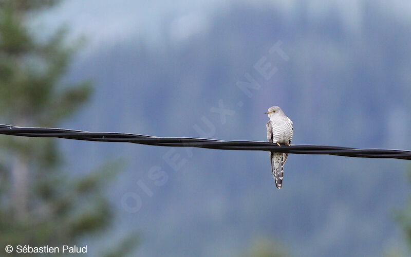 Common Cuckoo