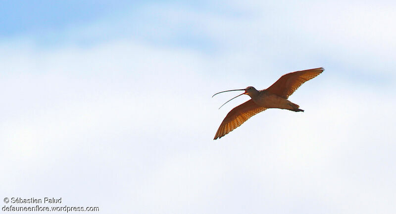 Long-billed Curlew