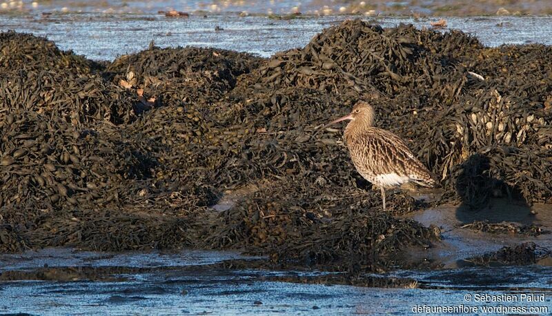 Eurasian Curlewadult