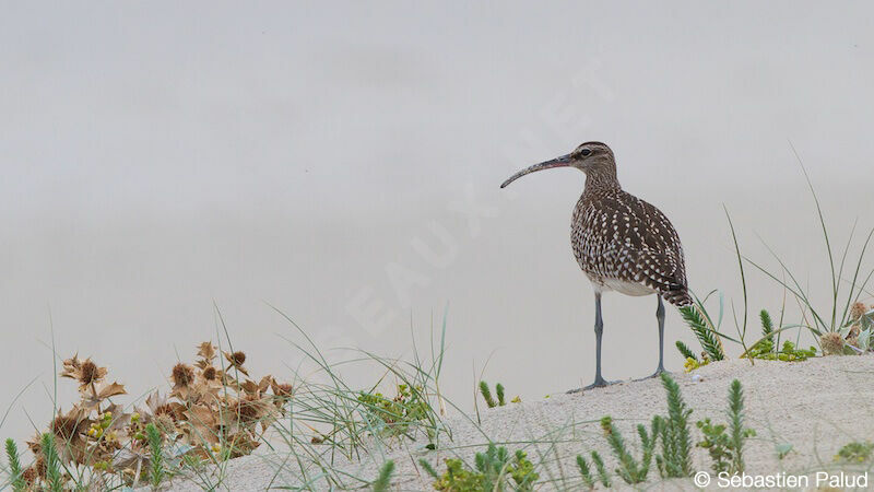 Eurasian Whimbrel