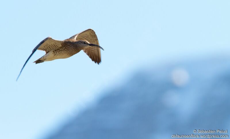 Eurasian Whimbreladult