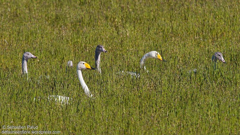 Whooper Swan