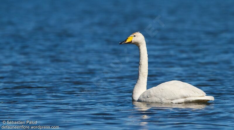 Cygne chanteuradulte