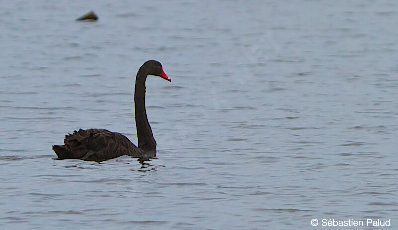 Black Swan