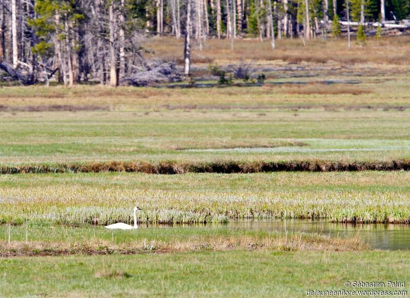 Cygne trompetteadulte