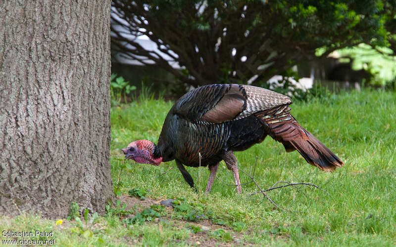 Wild Turkey male adult breeding, identification