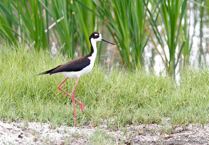 Black-necked Stiltadult