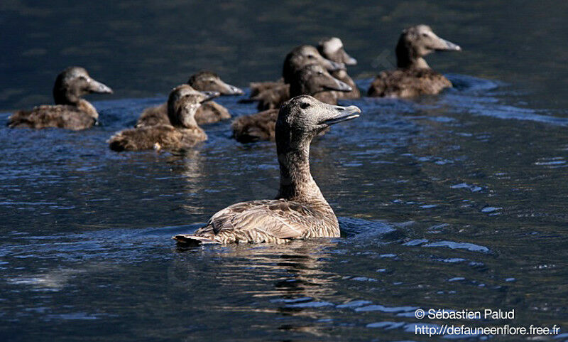 Common Eider