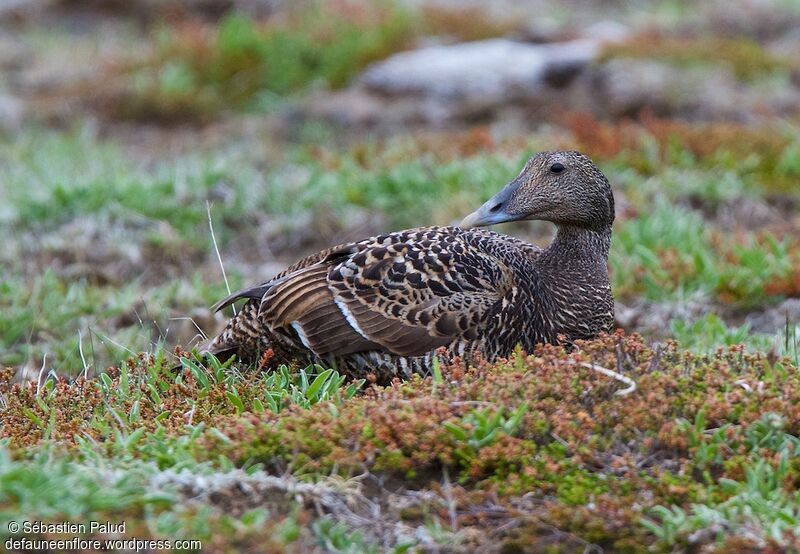 Eider à duvet femelle adulte