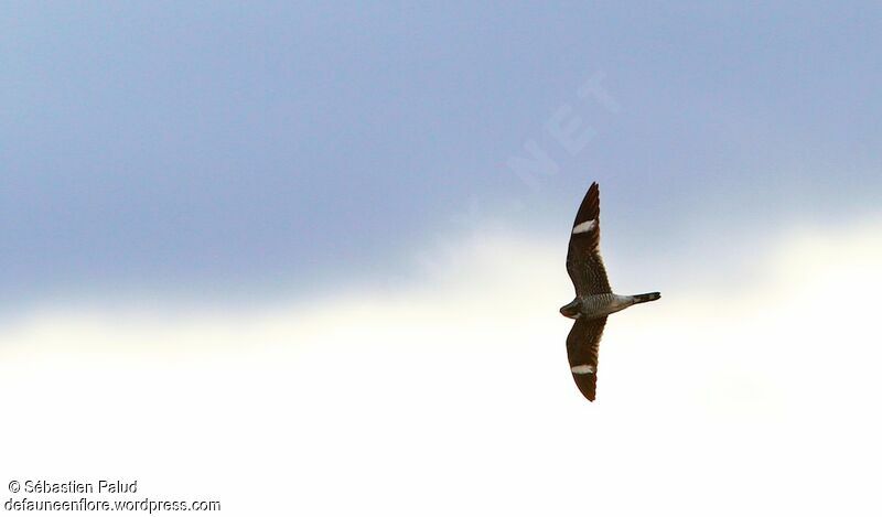 Common Nighthawk male adult