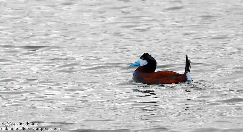 Ruddy Duck male adult breeding