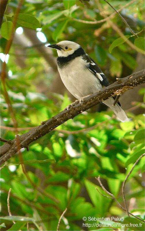 Black-collared Starling