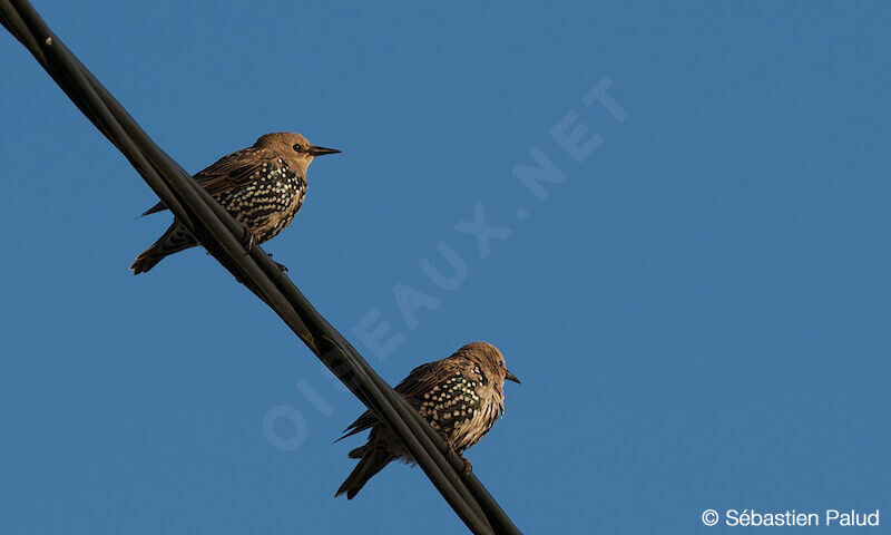 Common Starling