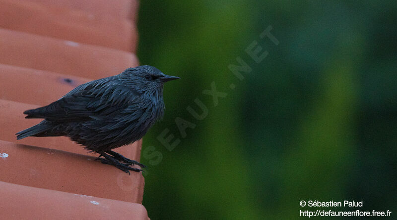 Spotless Starling