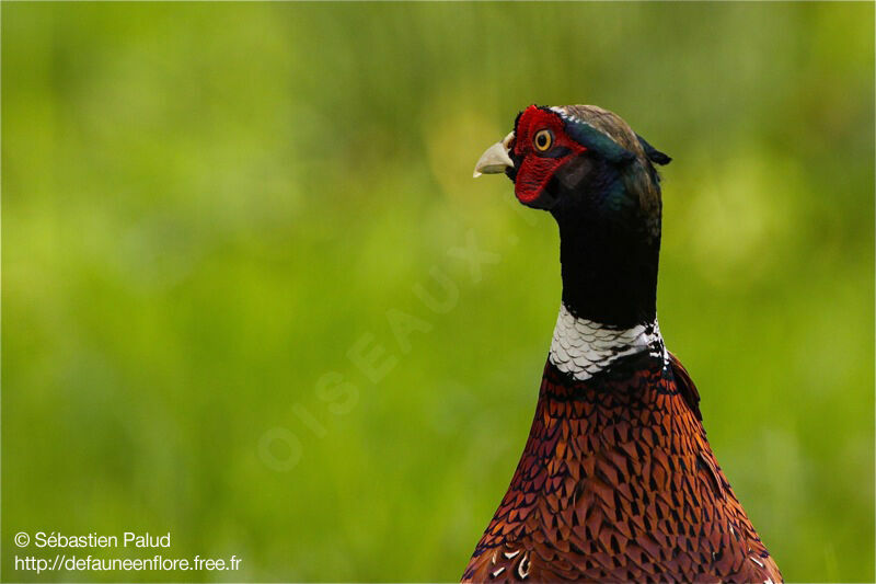 Common Pheasant