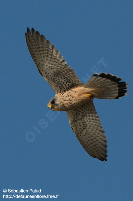 Common Kestrel