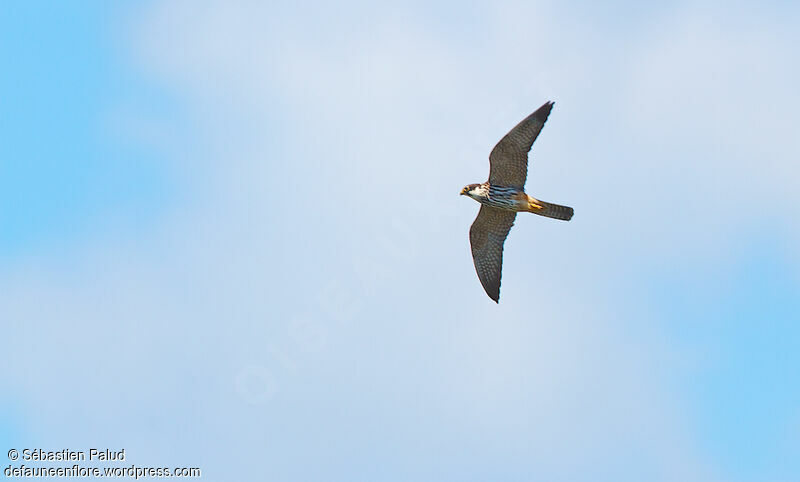 Eurasian Hobby