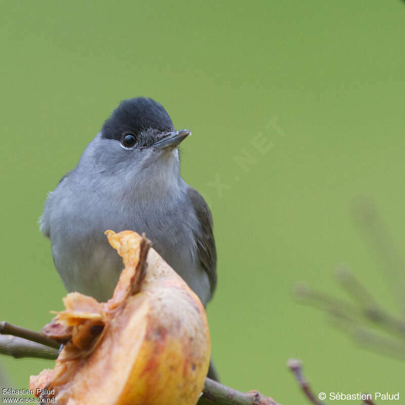 Eurasian Blackcap male adult, close-up portrait