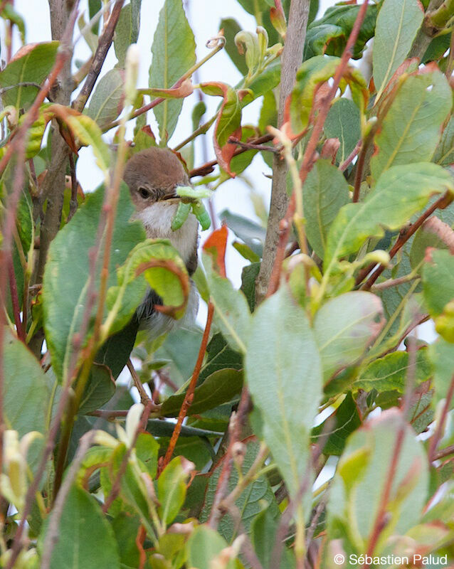 Common Whitethroat