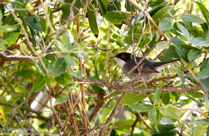 Sardinian Warbler male adult