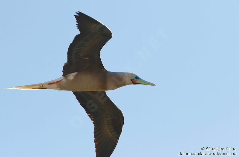 Fou à pieds rouges