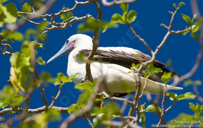 Red-footed Booby