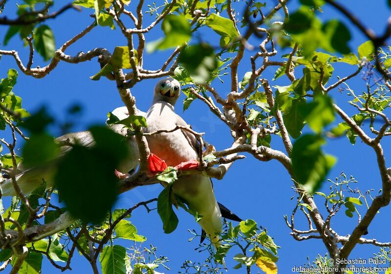 Red-footed Booby