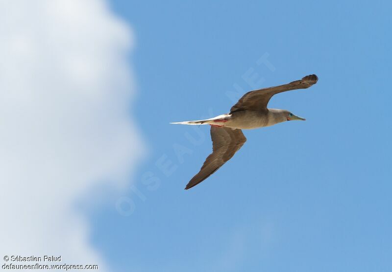 Red-footed Booby