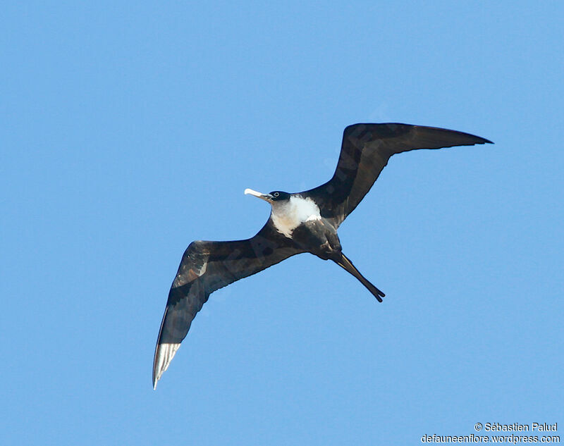 Great Frigatebird female adult