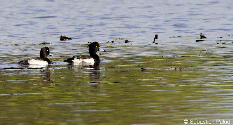 Tufted Duck