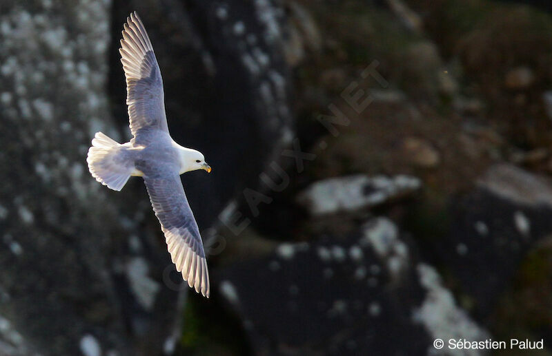 Northern Fulmar