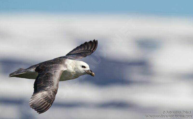 Fulmar boréal