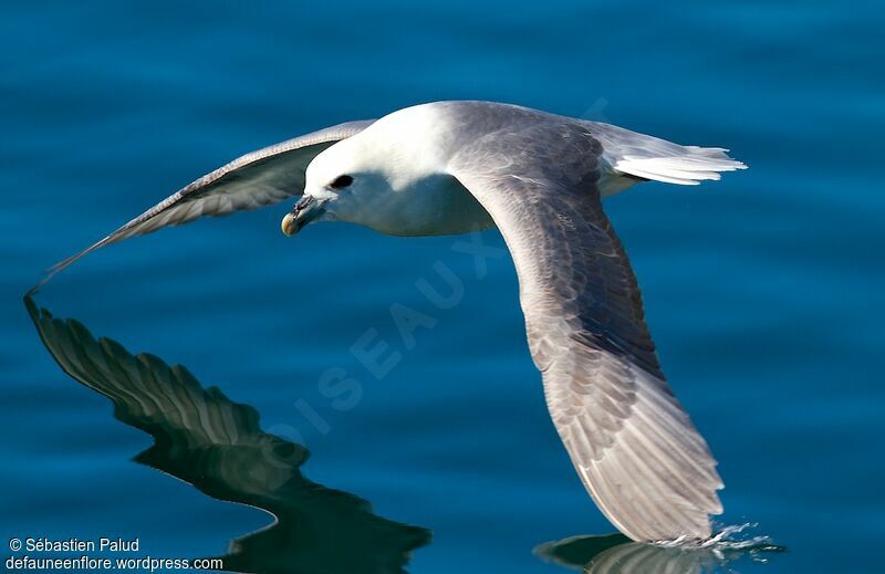 Fulmar boréal