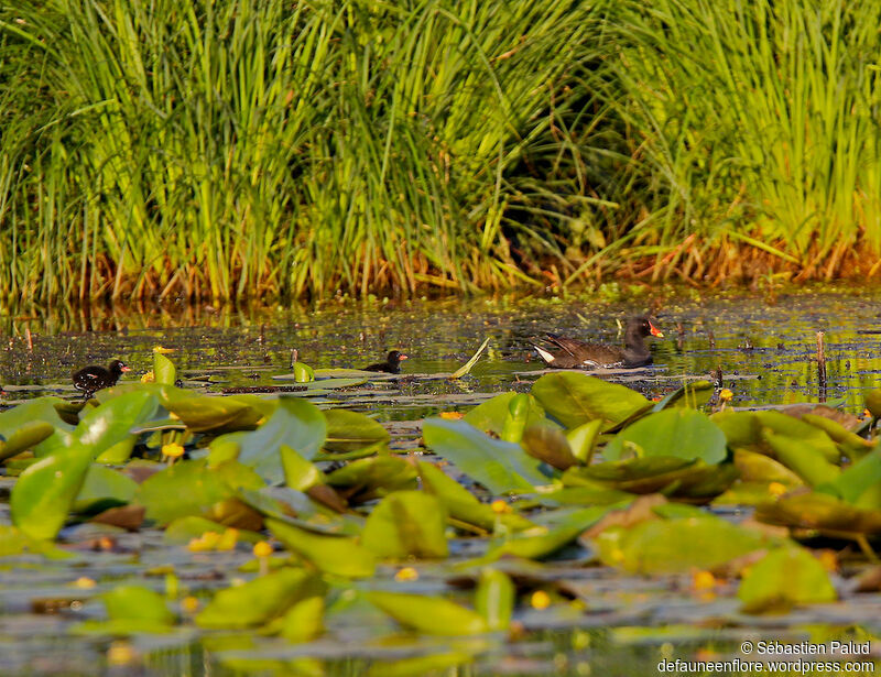 Common Moorhen