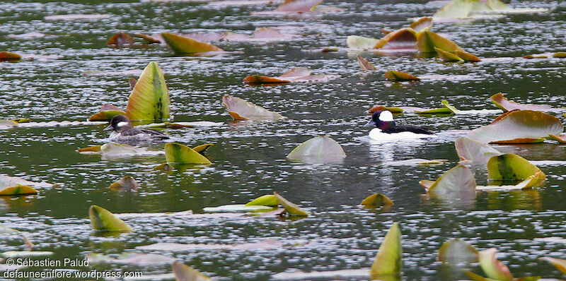 Bufflehead 