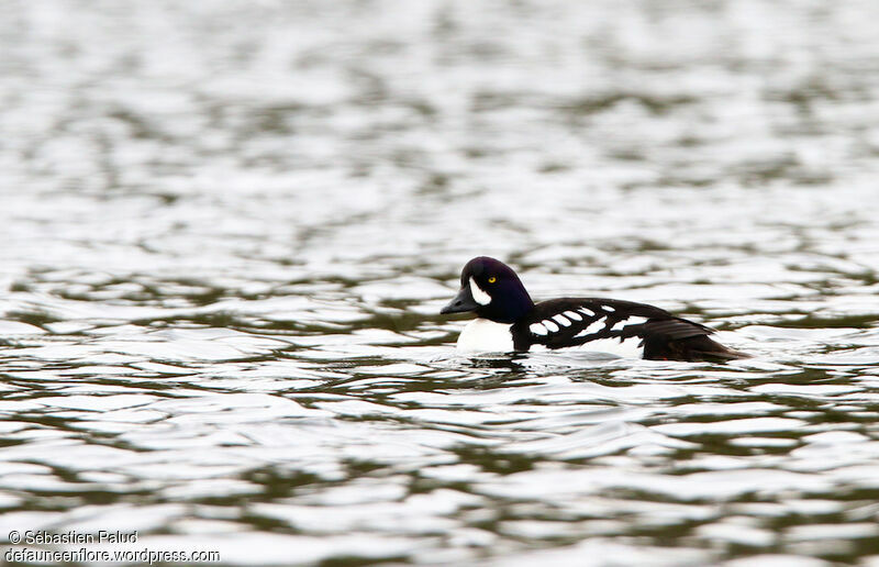 Barrow's Goldeneye male adult breeding