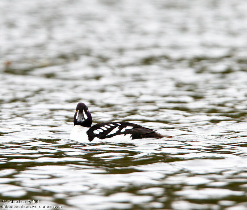 Barrow's Goldeneye male adult breeding