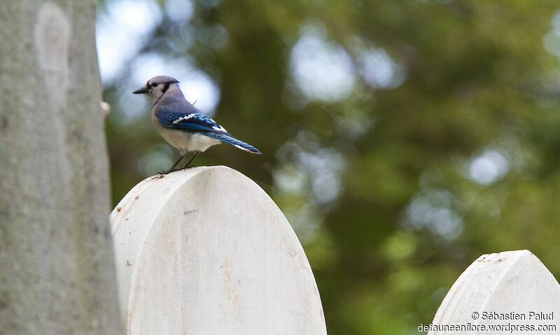 Geai bleuadulte, identification