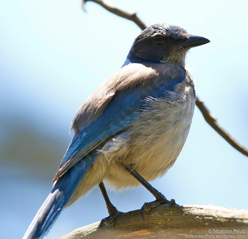 California Scrub Jay