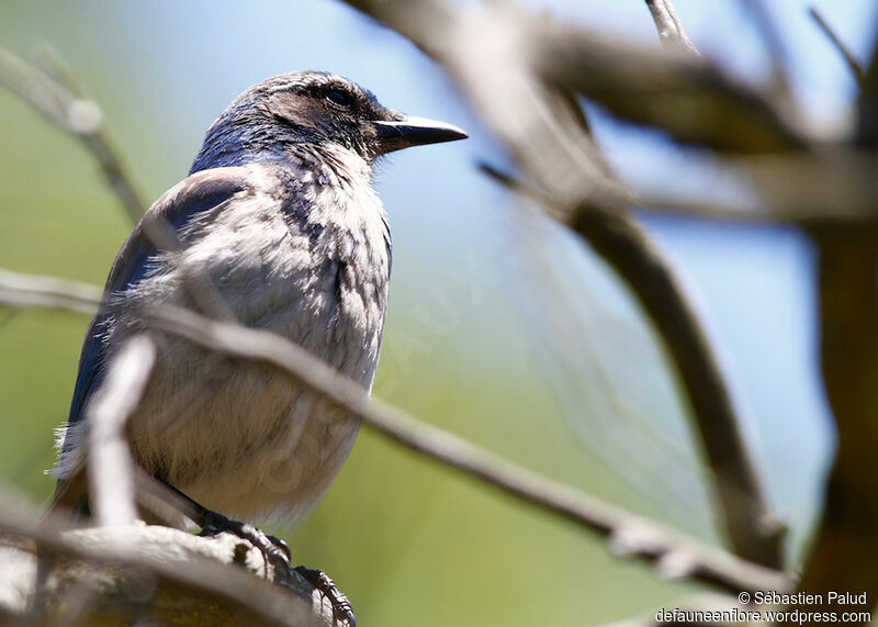 California Scrub Jay