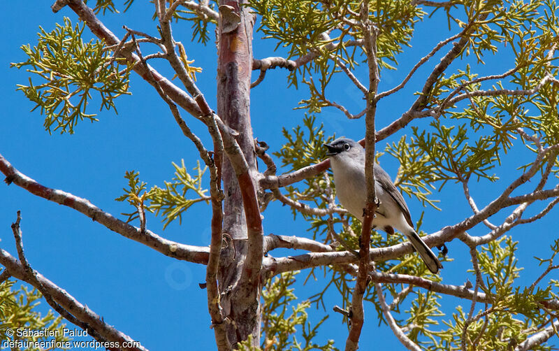 Blue-grey Gnatcatcher male adult breeding