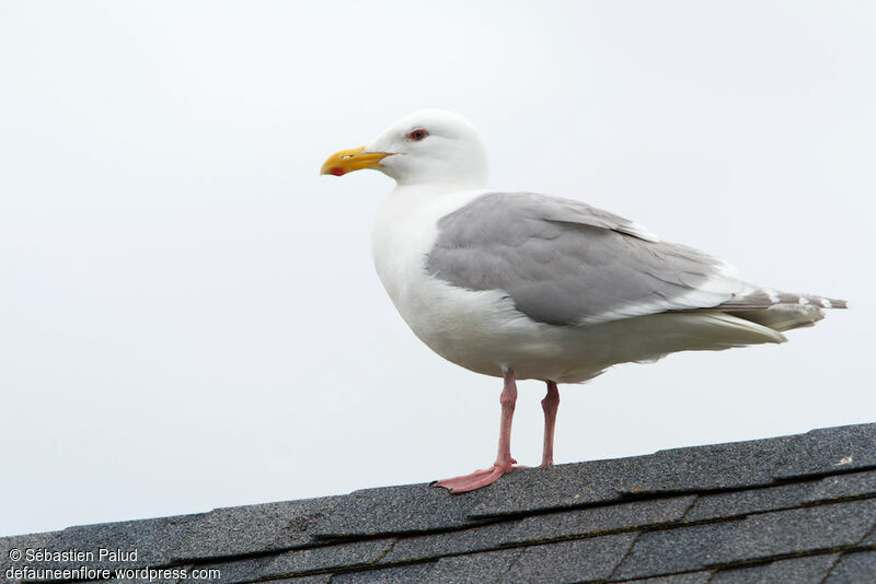 Glaucous-winged Gulladult breeding, identification