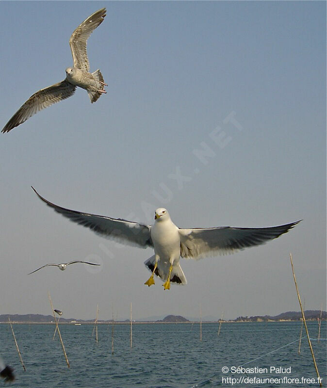 Black-tailed Gull