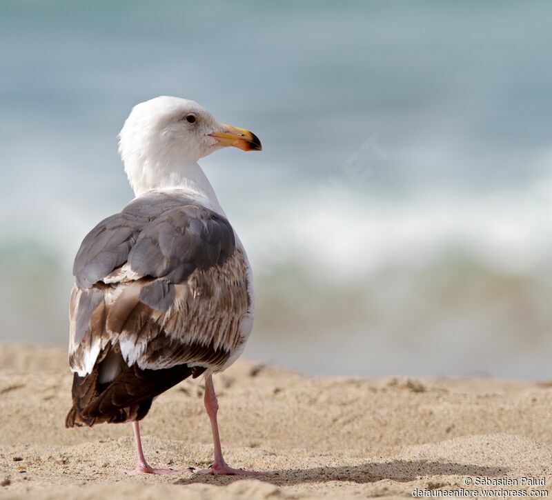 Western Gull